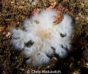 White Frilled Anemone...of the coast of New England by Chris Miskavitch 